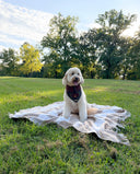Dog Bandana - Wellington