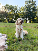 Dog Bandana - Tis' the Season
