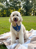 Dog Bandana - Aspen