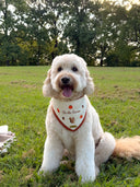 Dog Bandana - Tis' the Season