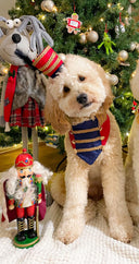 Dog Bandana - Nutcracker Boy
