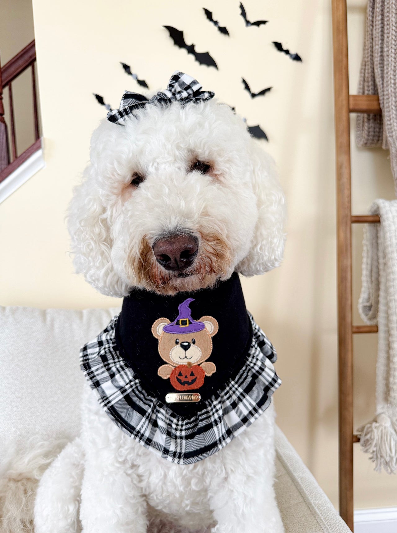 Witchy Teddy