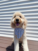 Dog Bandana - Leo