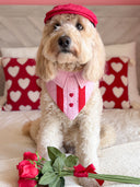 Dog Bandana - My Dear Boy